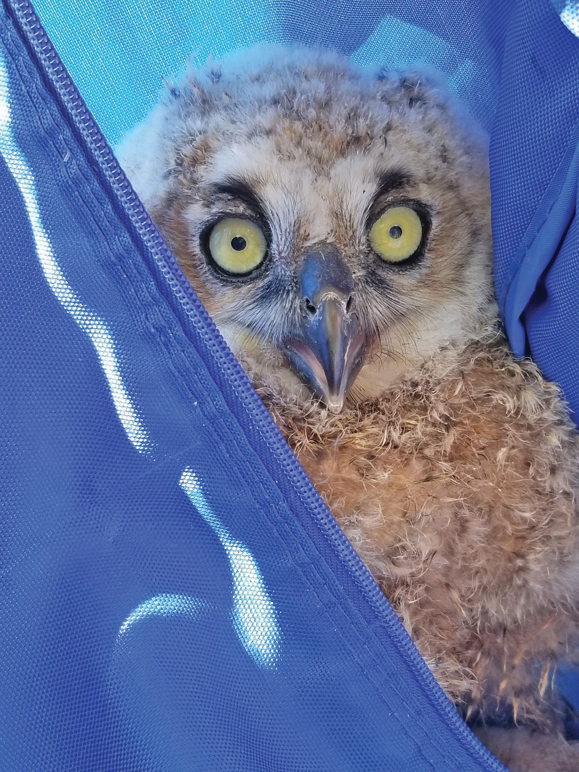 Photo of a great horned owlet.